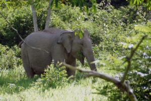 Kui Buri Nationalpark Gaur Elefant