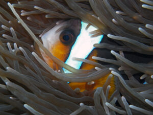 Kenia Diani Beach Tauchplatz Dive Site Kisimo Mungo Anemonenfisch anemonefish