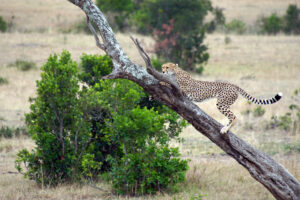 Säugetier Safari in Kenia Masai Mara Naturschutzgebiet Gepard