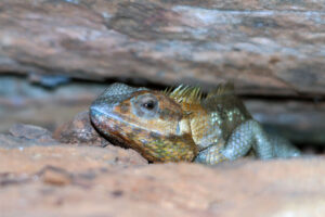 Isaan Thailand Echse wechselt Farbe lizard changing colors