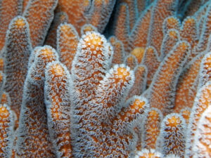 Kenia Diani Beach Tauchplatz Dive Site Mwanamochi Hartkoralle Hard Coral