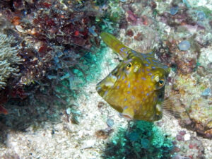 Kenia Diani Beach Tauchplatz Dive Site Mwanamochi Kuhfisch Cowfish