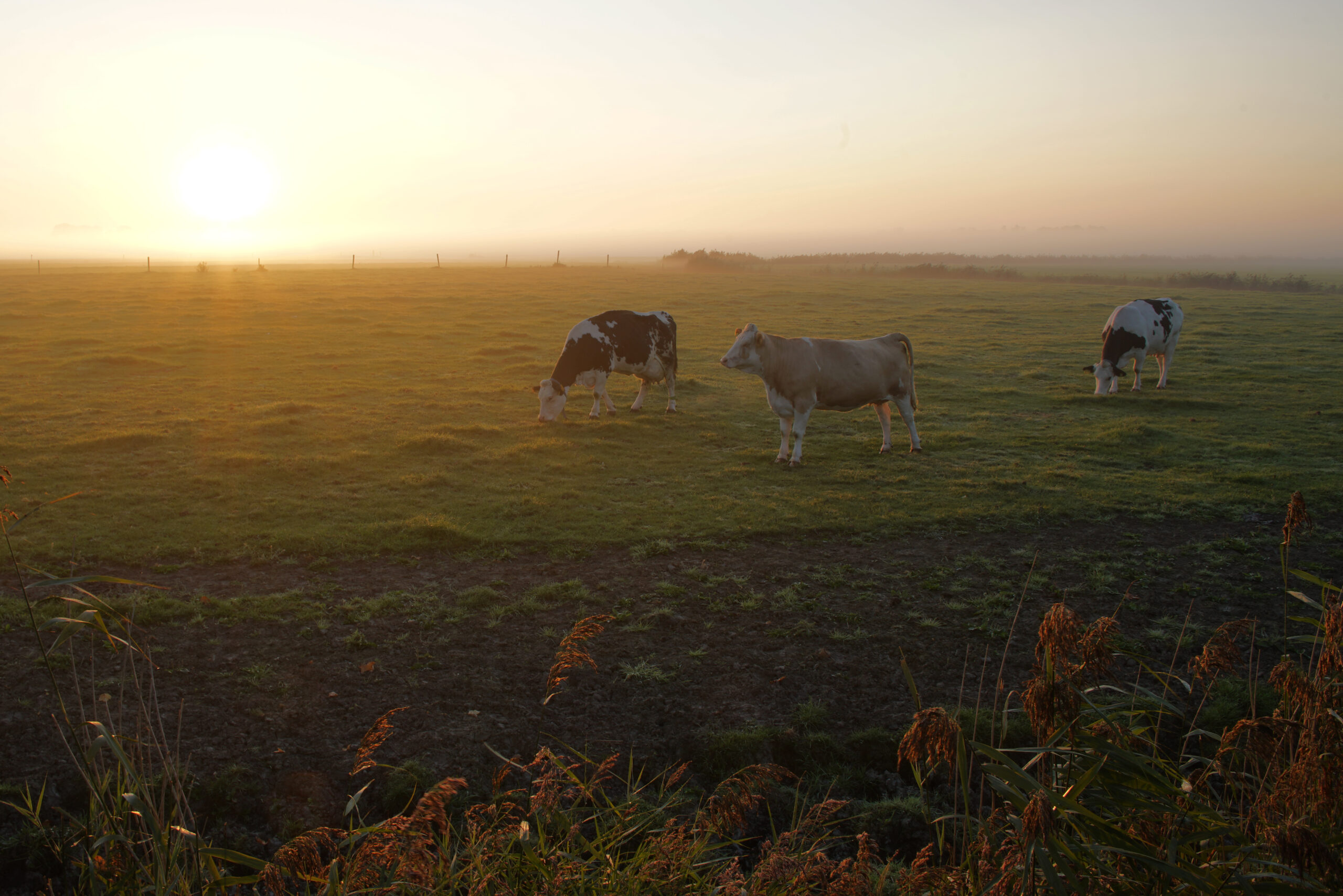 Nordsee Kühe zum Sonnenaufgang