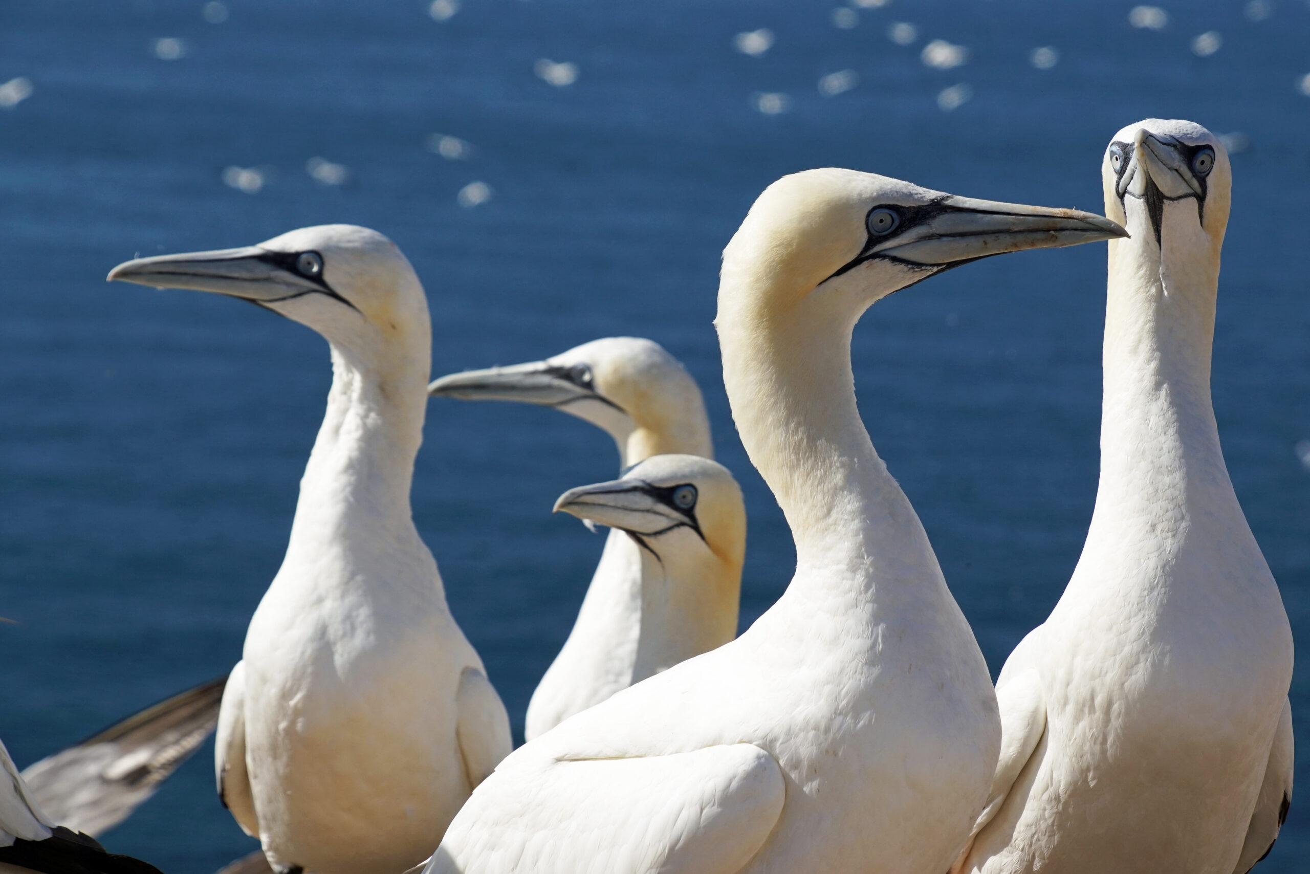 Nordsee Helgoland Basstölpel