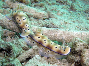 Indonesien Komodo Wynilu Kecir Nacktschnecken Nudibranch