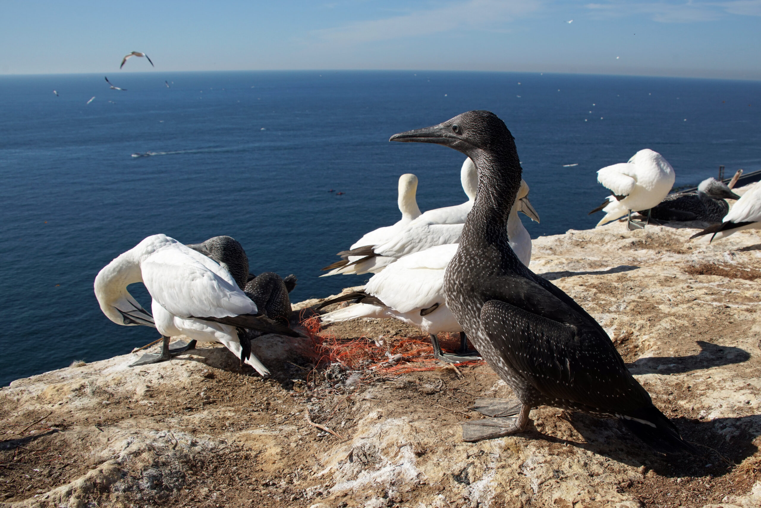 Nordsee Helgoland Basstölpel