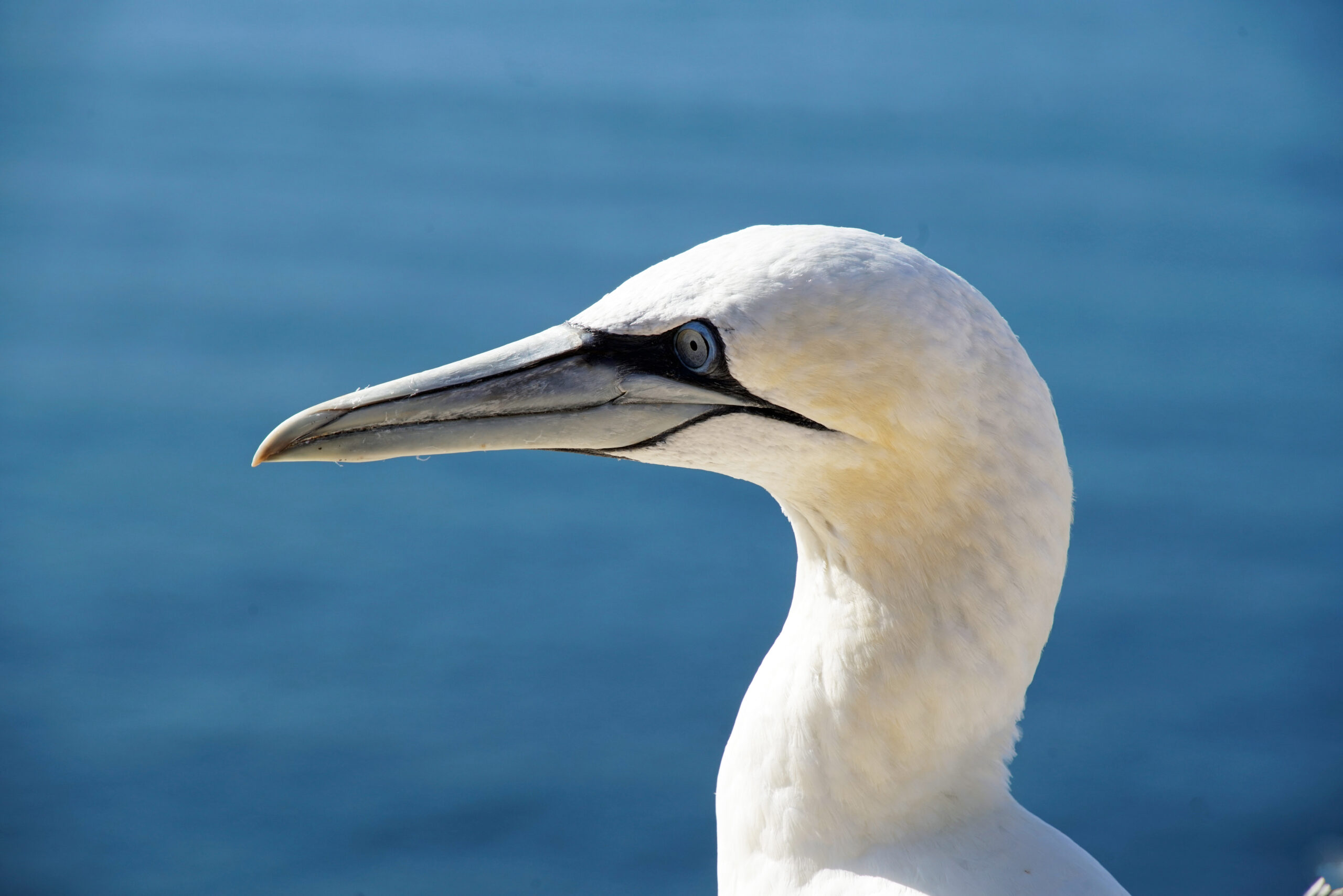 Nordsee Helgoland Basstölpel