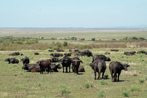 Büffel in der Masai Mara in Kenia dicke Dinger Säugetiere Big Five