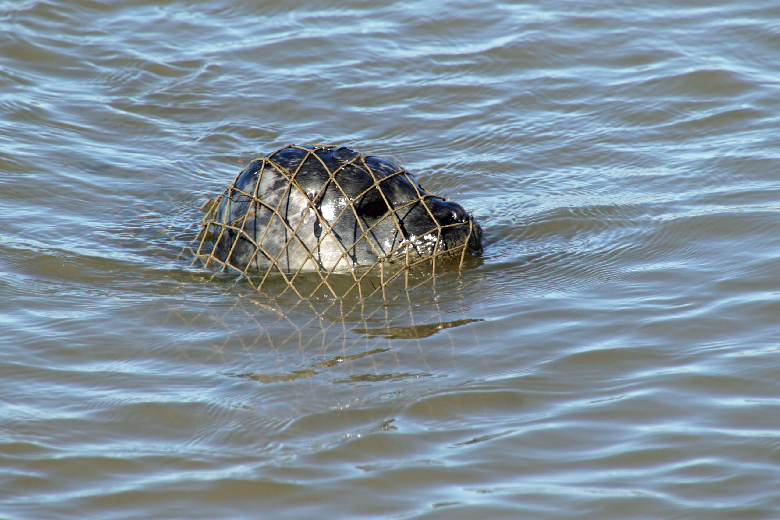 Nordsee Butjadingen Langwarder Groden Robbe Seehund auf Fischfang