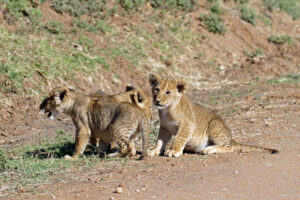 Safari in Kenia Masai Mara Naturschutzgebiet Nature Reserve Löwe Baby Lion Säugetier