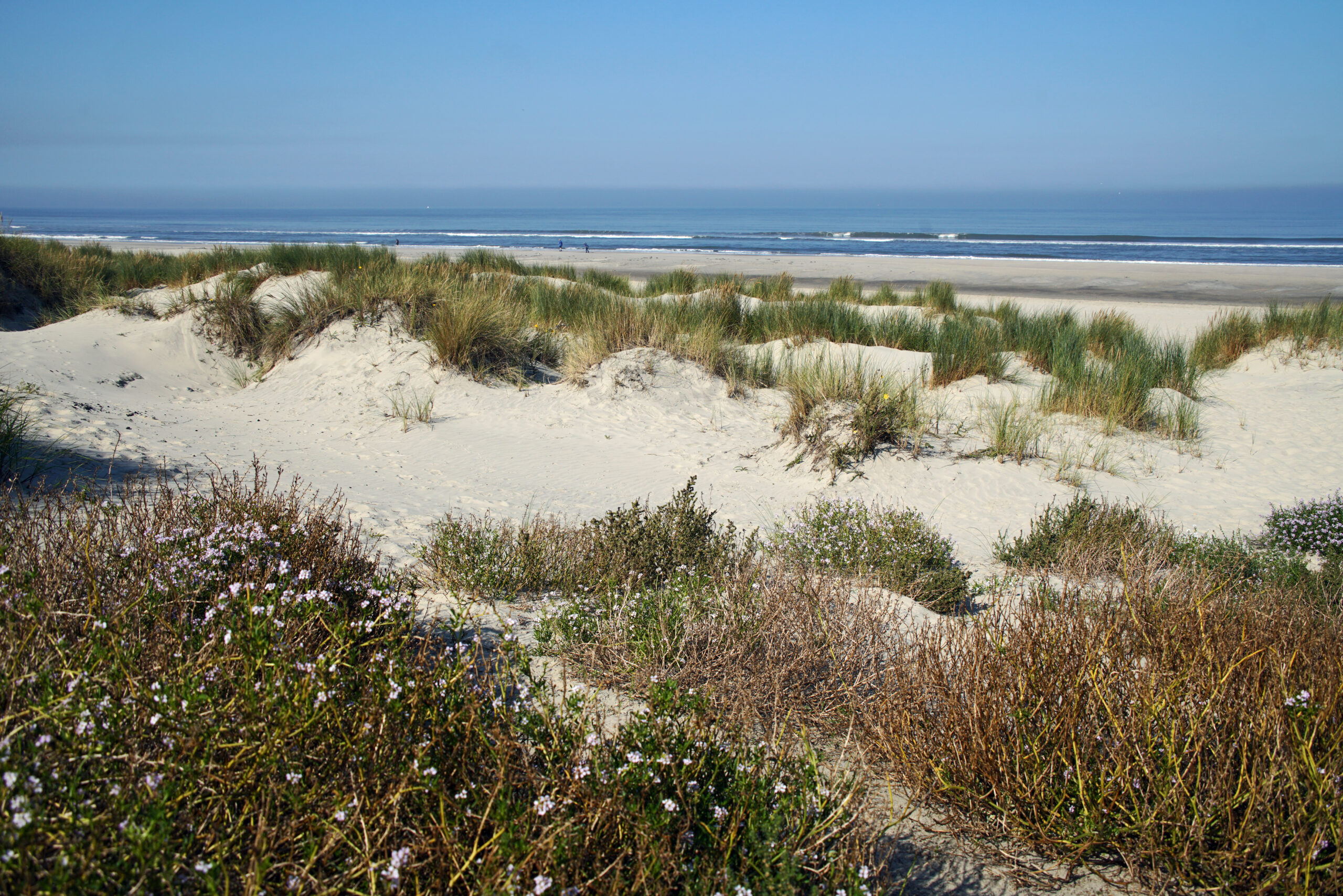 Nordsee Langeoog Dünen