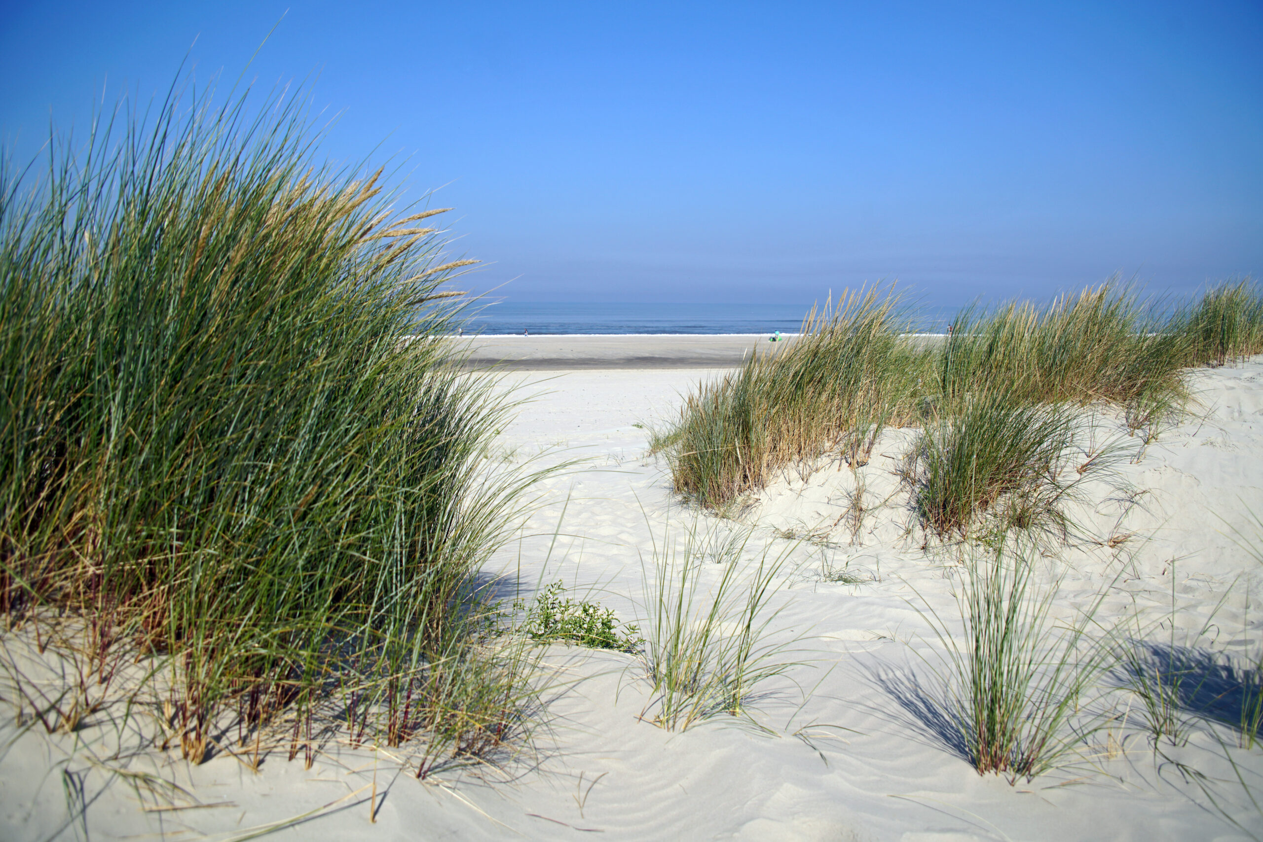 Nordsee Langeoog Dünen