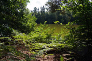 Moehlwoog Möhlwoog Jägersburger Weiher Homburg Saarland Naherholungsgebiet