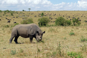 Safari in Kenia Masai Mara Naturschutzgebiet Nashorn