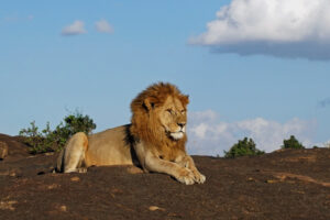 Masai Mara in Kenia mit posierendem Löwe männlich Säugetier