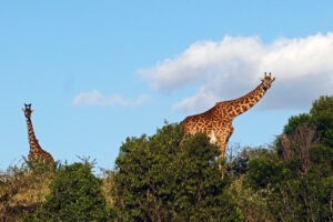 Safari in Kenia Masai Mara Naturschutzgebiet Giraffe im Abendlicht