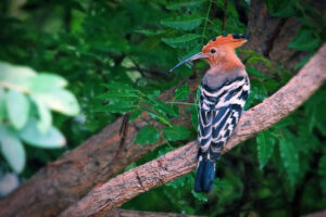 Isaan Huai Bong Wiedehopf Hoopoe Birdwatching Bird Watching Wildlife Vogel Vögel Natur