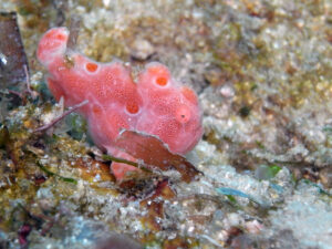 Kenia Diani Beach Tauchplatz Dive Site Kinondo Anglerfisch Frogfish