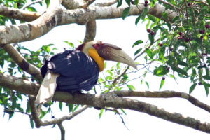 Khao Yai Nationalpark Nashornvogel Hornbill