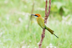 Isaan Thailand Bienenfresser bee-eater ta luang vogel korat