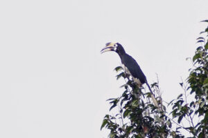Thailand Khao Yai Nationalpark Nashornvogel