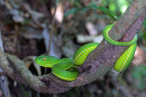 Khao Yai Nationalpark gruene Pit Viper