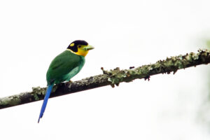 Khao Yai Nationalpark Papageibreitrachen long tailed broadbill