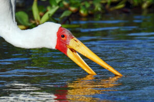 Safari in Kenia Lake Naivasha Gelbschnabel Storch yellow billed storck Nimmersatt Vogelwelten