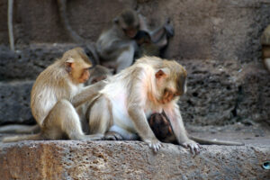 Thailand Lop Buri Affentempel Prang Sam Yot Stadt der Affen