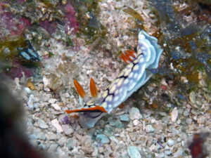 Kenia Diani Beach Tauchplatz Dive Site Mwanyaza Nacktschnecke Nudibranch