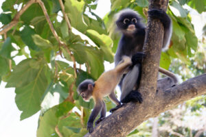 Prachuap Khiri Khan Südlicher Brillenlangur Kui Buri Thailand Dusty Leaf Monkey Dusty Langur