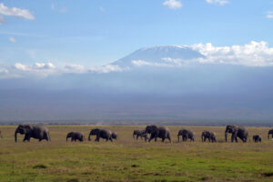 Elefanten mit Kilimanjaro im Amboseli Nationalpark in Kenia dicke Dinger Säugetiere