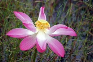 Khao Sam Roi Yot Nationalpark Lotus Sumpflandschaft