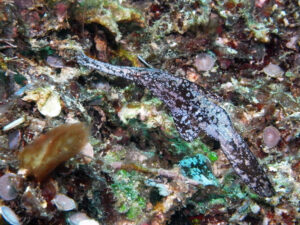 Kenia Diani Beach Tauchplatz Dive Site Jadini Ghostpipe Fish Geisterpfeifenfisch