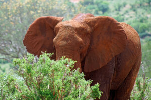 Safari in Kenia Tsavo Ost Nationalpark roter Elefant
