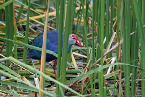 Khao Sam Roi Yot Purpurhuhn purple swamphen marsh Sumpf Landschaft