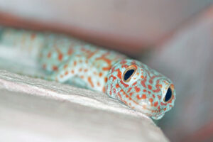 Tierwelt im Isaan Nakhon Ratchasima Korat Gecko Tokeh blau