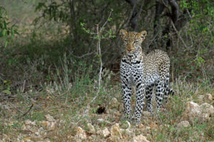 Säugetier Safari in Kenia Tsavo West Nationalpark Leopard