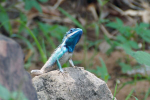 Tierwelt im Isaan Nakhon Ratchasima Korat blaue Echse blue lizard