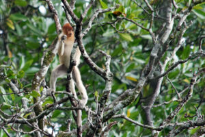 Brunei Nasenaffen in den Mangroven