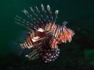 Kenia Diani Beach Tauchplatz Dive Site Igloo Reef Rotfeuerfisch lionfish