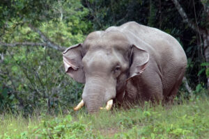 Khao Yai Nationalpark Elefant Elephant