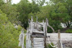 Kenia Mida Creek Boardwalk Birdwatching Vogelbeobachtung