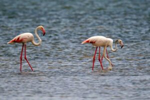 Kenia Mida Creek Flamingos