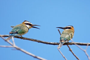 Kenia Mida Creek Bienenfresser Bee-eater