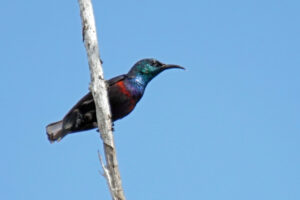 Kenia Mida Creek Sunbird Nektarvogel