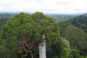 Brunei Ulu Temburong Nationalpark Canopy Walk