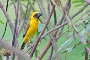 Thailand Isaan Ta Luang goldener Webervogel asian golden weaver