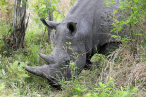 Nashorn im Krüger Nationalpark dicke Dinger Säugetiere