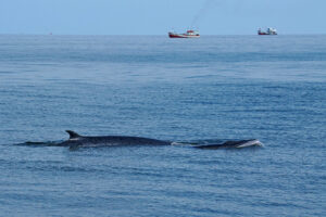 Whale Watching im Golf von Thailand Bryde Wal Wild Encounter Thailand